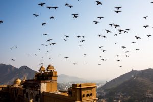 High Flying Birds, Jaipur 2017 by Poppy Hollis