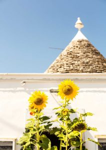 SUNFLOWERS, ALBEROBELLO 2019 by Poppy Hollis