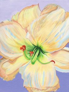 Lily by Sophie Hinds