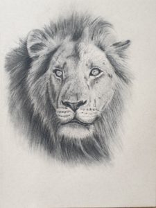 Lion Study by Gavin Nicholls