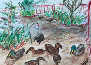 What the duck.. by Pam Frost